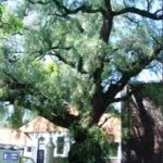 peppertree1