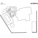 plan-sol-jatropha